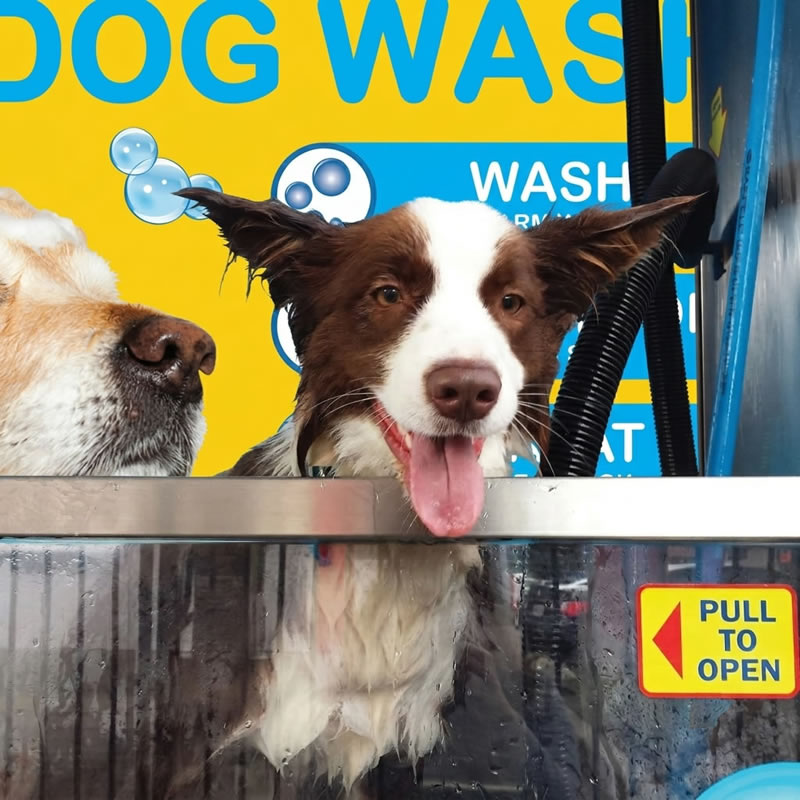 Dog being washed in a Top Dog Wash coin-operated dog wash