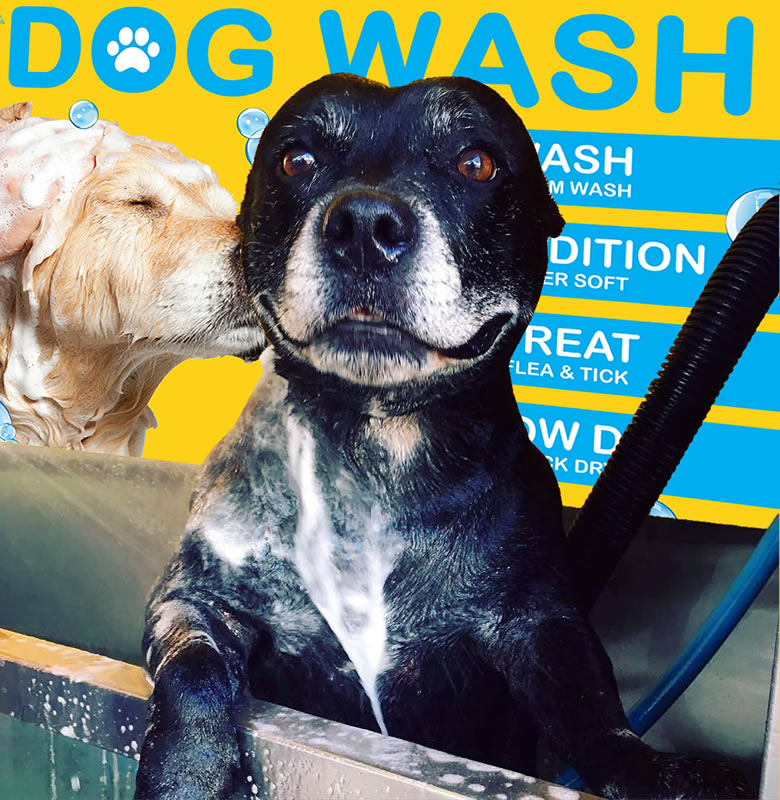 Bath time for a happy dog at Top Dog Wash