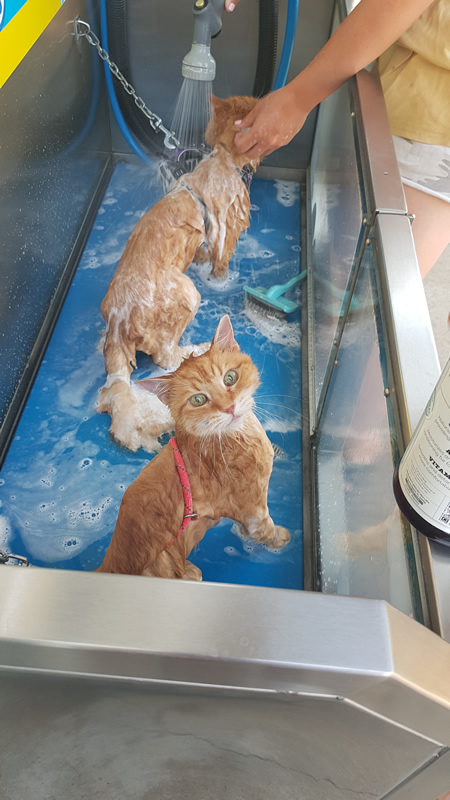 Two cats being washed in a Top Dog Wash self-serve dog wash