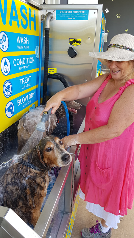 Customer bathing their dog at Top Dog Wash