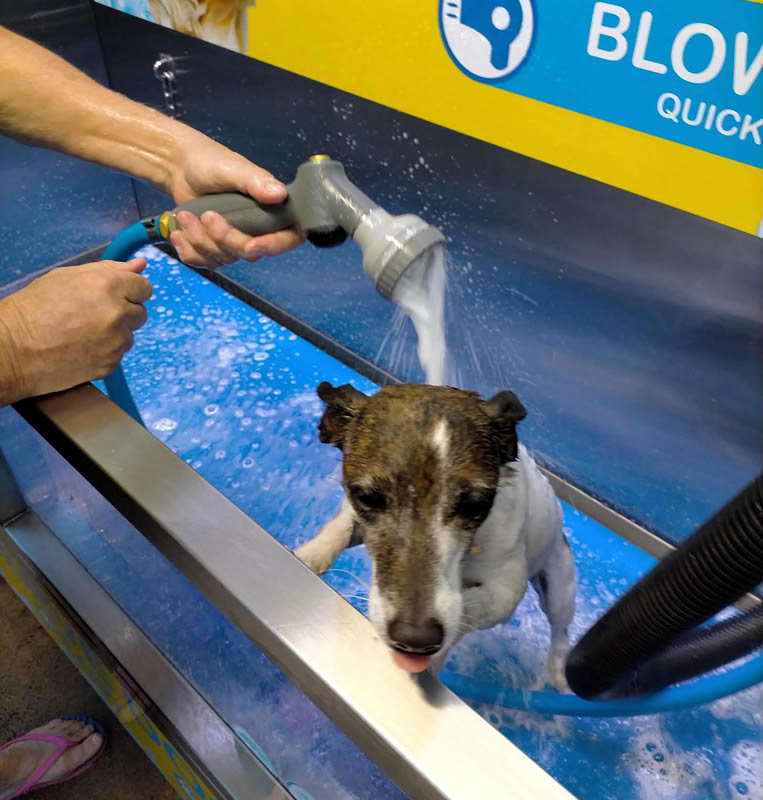 Daisey the dog in the stainless steel Top Dog Wash tub