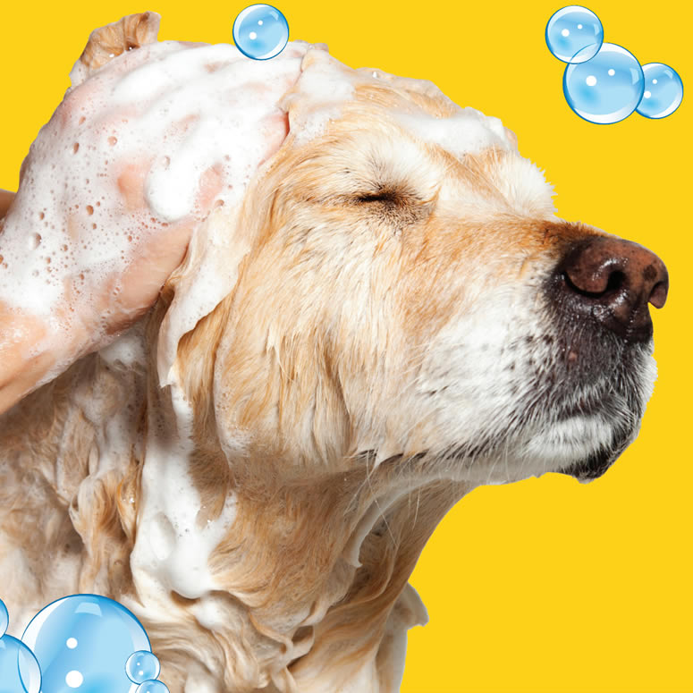 Dog being shampooed at Top Dog Wash